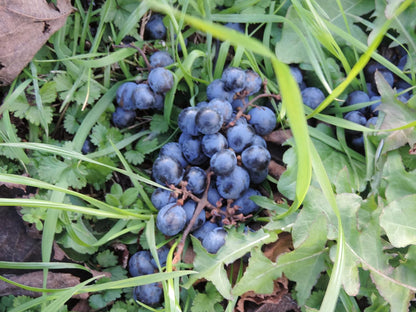 むーむー ジュース 贈答用 熊本ぶどう 1L2本入り 桐箱入り 無添加