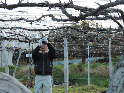 むーむー ジュース 贈答用 熊本ぶどう 1L2本入り 桐箱入り 無添加