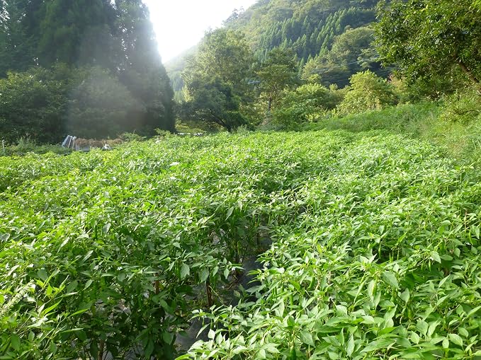 太宰府薬味研究所 国乃一味 黄