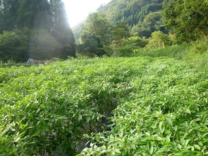 太宰府薬味研究所 国乃一味 黄